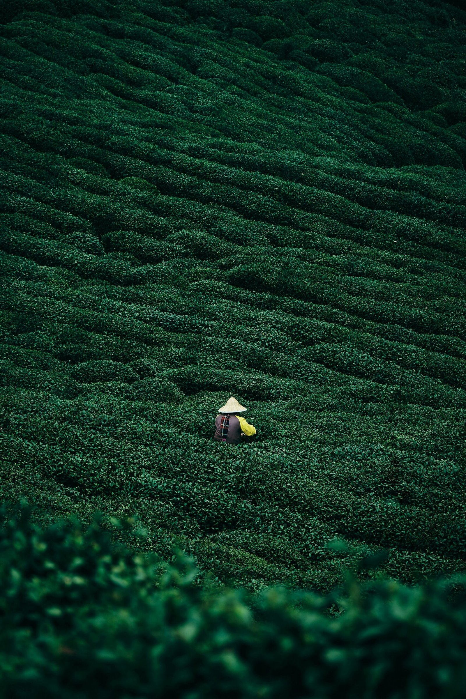 seelean iptvzzul2l8 unsplash